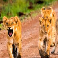Kenya Safari Tour : Memphistours