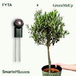 Smart Plant Large Olive Tree : Fyta DE