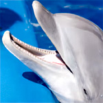 1 Day Ticket : Tickets Marineland
