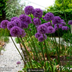 Allium Globemaster : Suttons Seeds