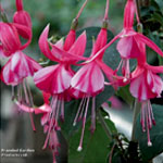 Fuchsia Shrimp Cocktail : SuttonsSeeds