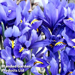 Iris Reticulata - Suttons Seeds