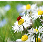 Ladybug Doormat 4870 , LogomattenWelt