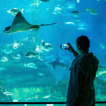 The Barcelona Aquarium - This is Barcelona