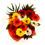A Gerbera Special Daisy Bouquet : Bouquetsbypost