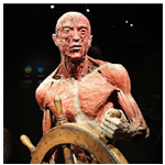 Amsterdam Human Body - Body Worlds
