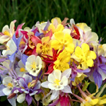Aquilegia Caerulea - Dobies