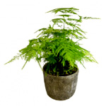 Asparagus Fern : Flowers And Plants Co