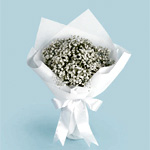 Baby Breath : Lvly