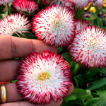 Bellis Habanera White : Dobies.co.uk