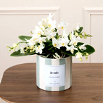 Bianca Orchid : Bergamotte