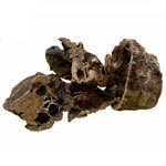 Black Canyon Horse Lung Snack - Petshop24
