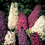 Butterfly Bush Seed : Burpee