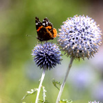 Butterfly On A Spiky Blue Flower - OutdoorCanvas