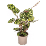 Calathea Makoyana | Airy.green