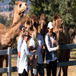 Camel Farm Guided Tour - Experienceoz