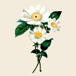 Cistus Rock Rose Eo : NaturalHeroes