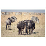 Classic Wildlife : AML Travel And Tours