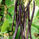 Climbing Bean Mixed Seeds | Thompson And Morgan