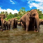 Colombo Flights : Emirates.com