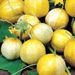 Crystal Apple Seeds | DTBrownSeeds