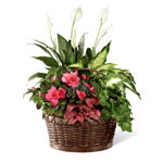 Dish Garden : Fromyouflowers.com