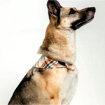 Dogs Boone Bandana : Mountain Khakis