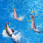 Dolphin & Seal Show VIP Tickets | Raynatours.com