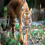 Donations General : Palm Beach Zoo