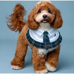 Emma Festive Pet Jacket : LukoLukoPets