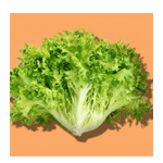 Endive Lettuce : Mygardyn.com