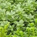 Evergreen Hebe Selection : Gardening Express