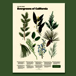 Evergreens of California Print : FunFactCo