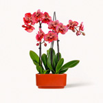 Firelight Orchid Duo : Bloomsybox.com
