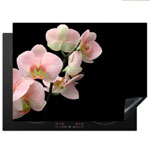 Flora Orchid Flowers , Hellodeco