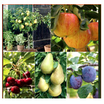 Fruit Tree Collection : ThompsonAndMorgan