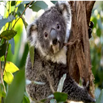 General Admission | WILD LIFE Sydney Zoo