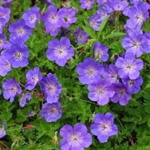Geranium Rozanne | Gardeningexpress.co.uk 