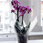 Gift Wrapped Mini Pink Orchid | Appleyardflowers.com