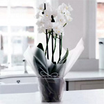 Gift Wrapped Mini White Orchid - AppleyardFlowers