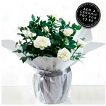 Gift Wrapped White Rose Plant : Appleyard Flowers