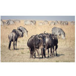 Great Migration Safari - Amltravelandtours.com