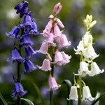 Hyacinthoides Mix : Florium