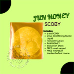 Jun Scoby Culture : KombuchaKamp