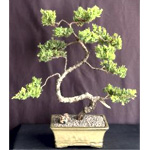 Juniper Bonsai Tree | Bonsaiboy.com