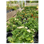 Lantana Camara , Canjuanito.com