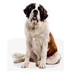 Large +25 KG Dog Food : Dogfy Diet