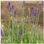 Lavender Felice : Bomagardencentre.co.uk