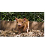 Little Pigs | Redletterdays.co.uk