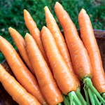 Long Carrot Seeds | Burpee